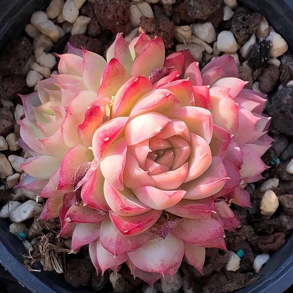 Hulk.assistant tweet media