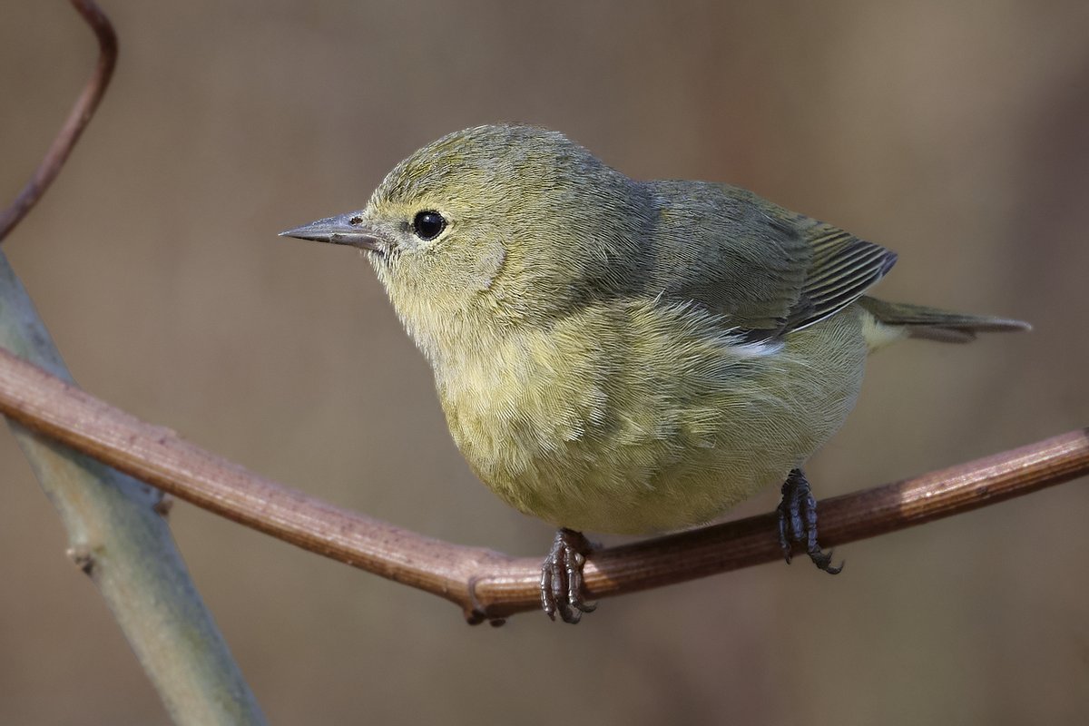 Orange-crowned Warbler...finally. Haven't seen many this season.