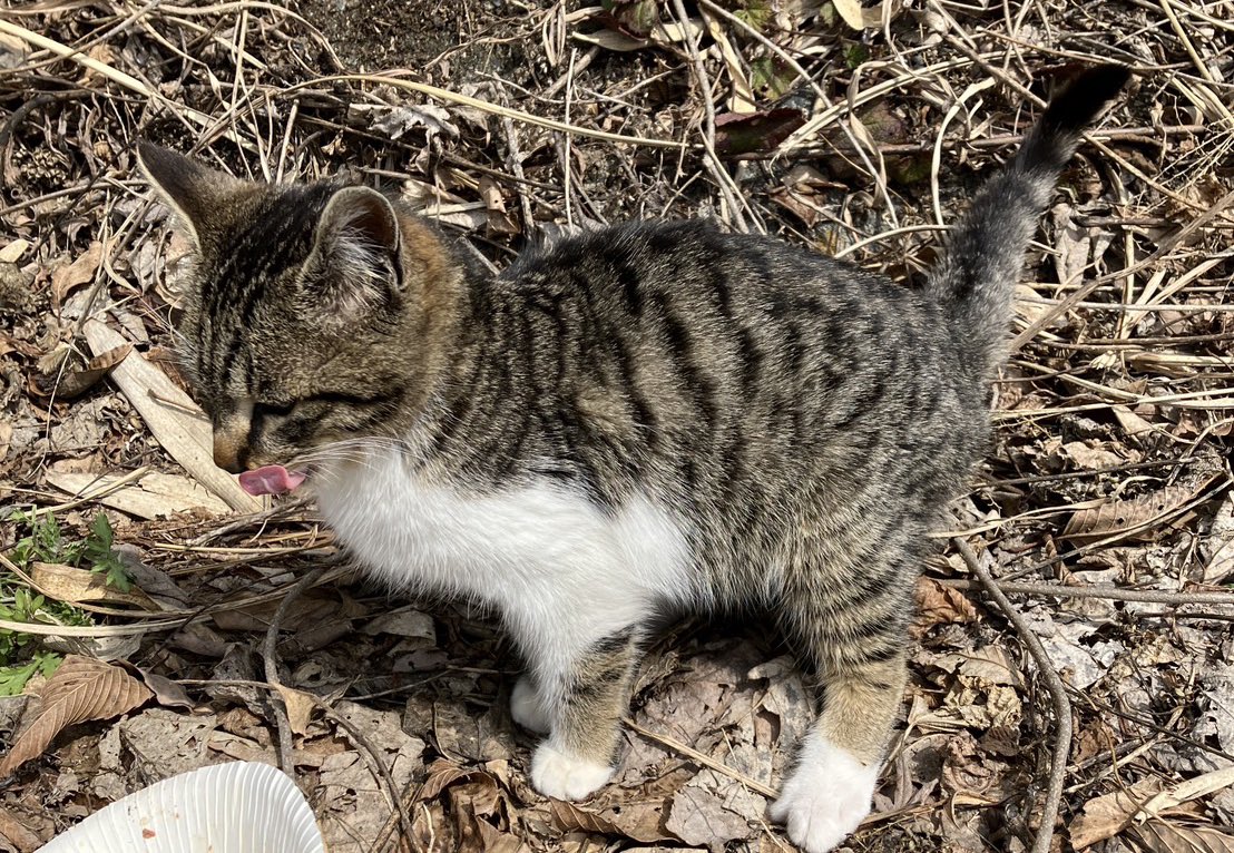 里親募集　かわ　かーさん tweet media