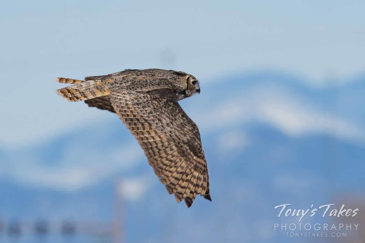 Tony's Takes tweet media