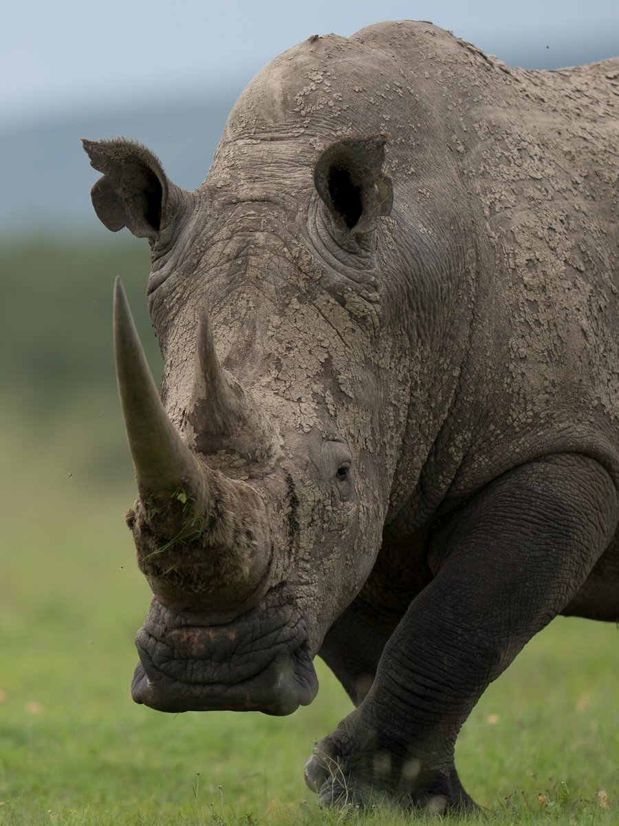 Discovery's tweet image. A true giant of the wild 🦏

#DidYouKnow Male rhinos are called 'bulls' and females are called 'cows'.

📸: Matt Dirksen

#rhino #whiterhino #rhinoceros