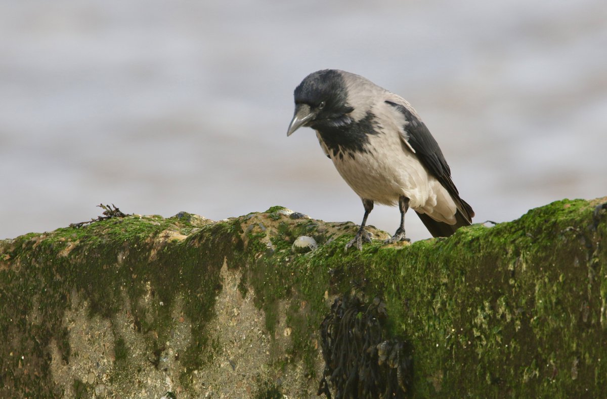 Peter Ransome tweet media