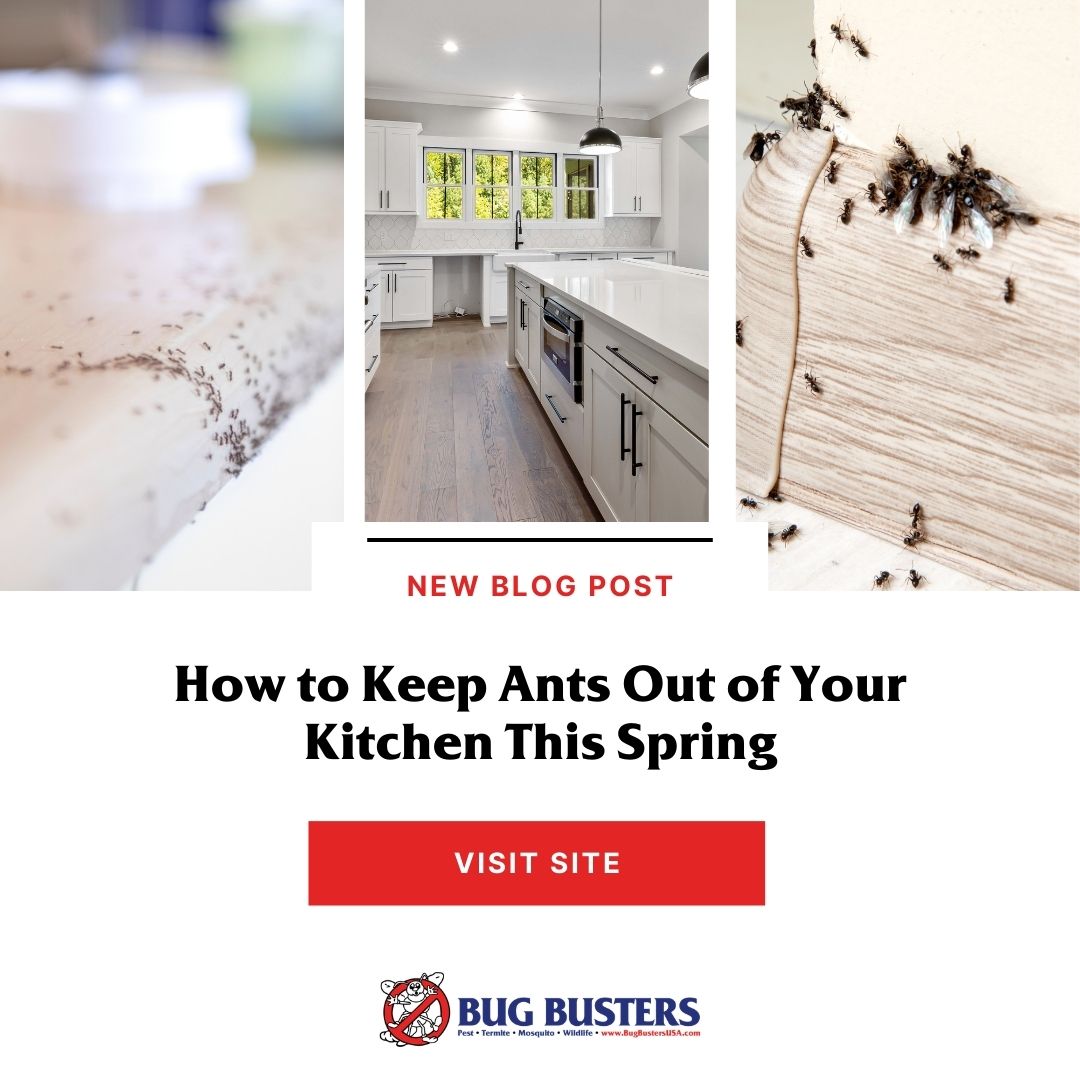 Bug Busters, Inc. tweet media