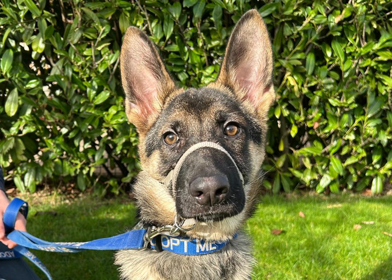 RSPCA Radcliffe tweet media