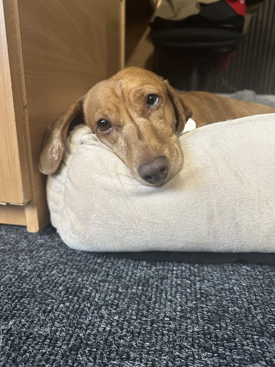 Japanese Knotweed tweet media