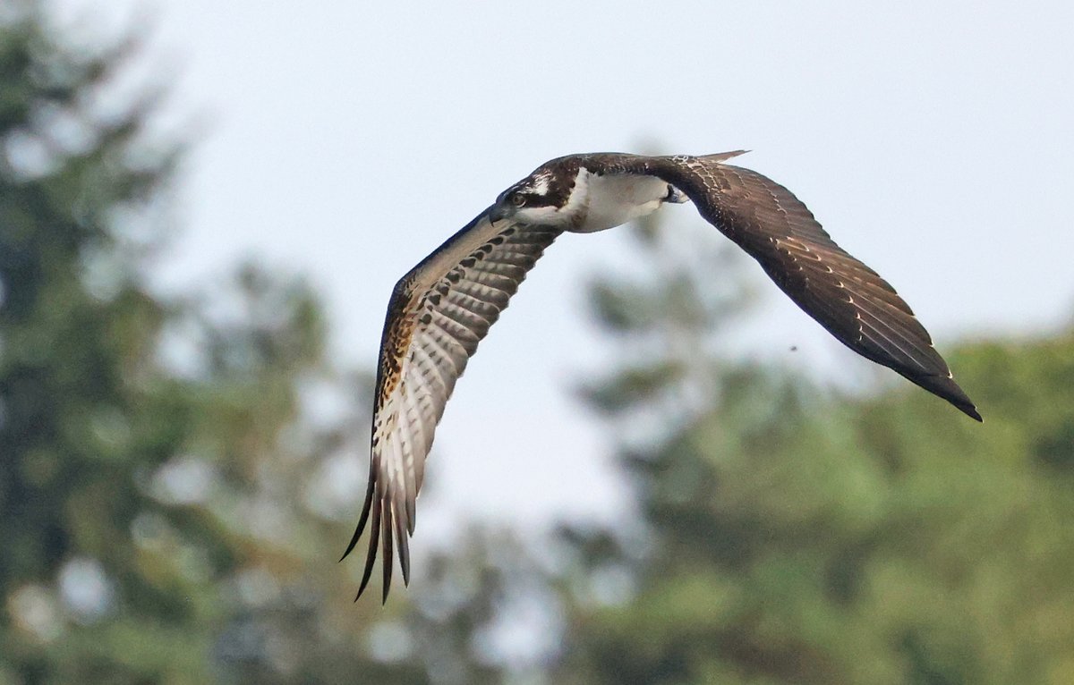 Lee Valley Park tweet media
