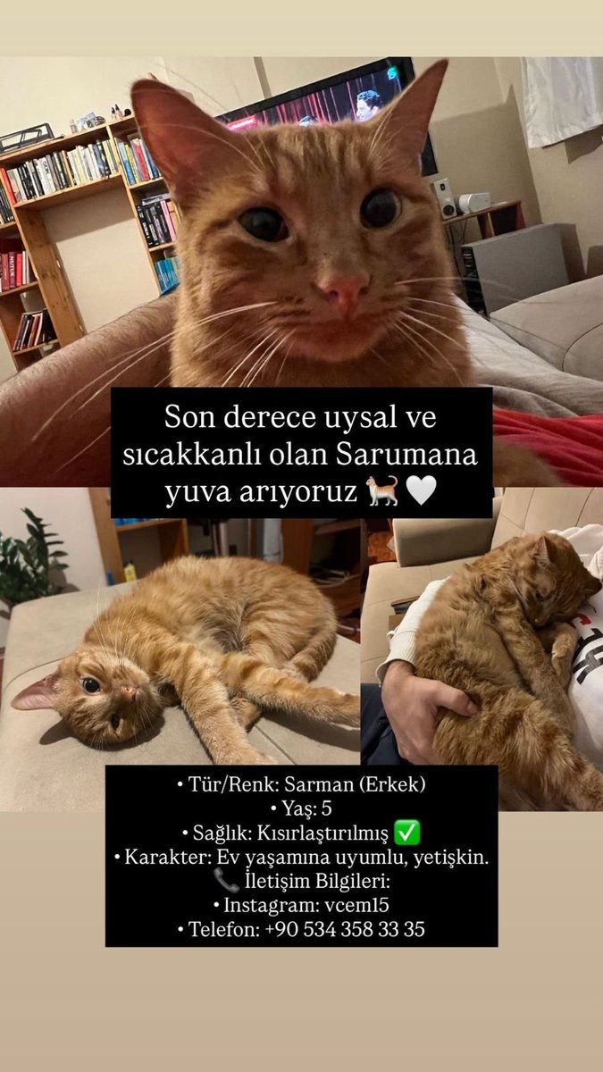 Dostlar Sarumana yuva bulalım hadi 🤍