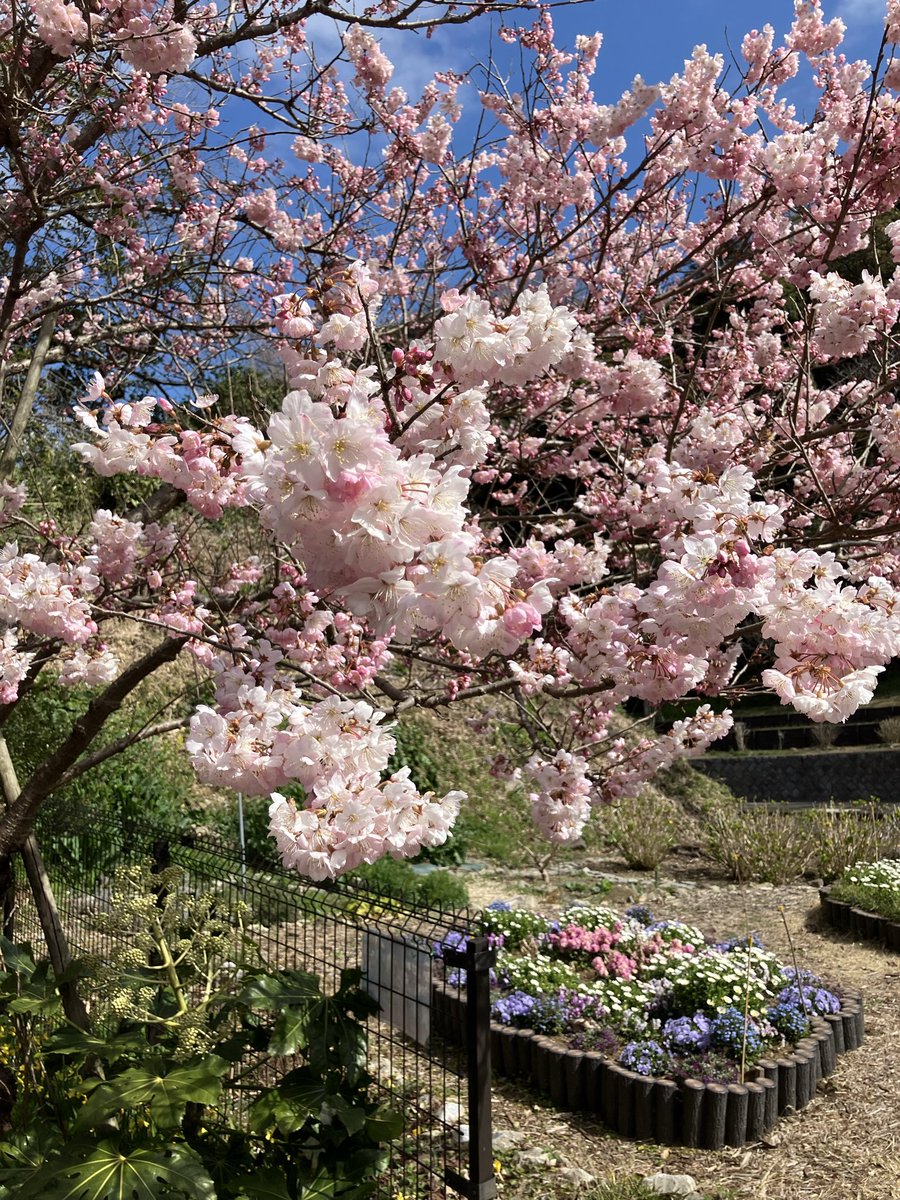 ウィンブレシーズンも終盤の南関東です

通りかかった場所で、「春めき桜」が見頃でした！

春本番も近いようです😊