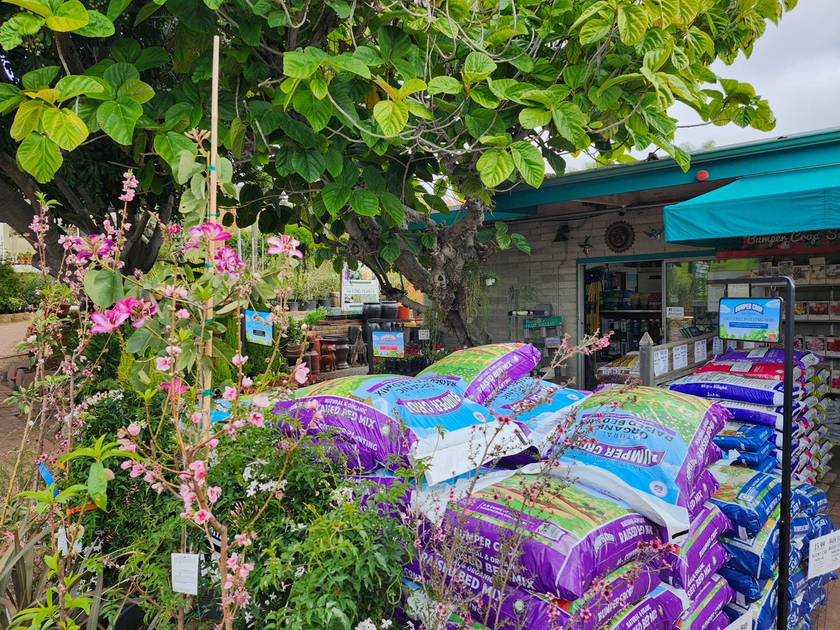 Master_Nursery's tweet image. 🌿 #Signage that makes choosing the right soil easy! 🛒🌸🌱

Lloyd Snapp from El Plantio Nursery says clear @MN_BumperCrop POP displays from Garden Center Marketing help customers shop smarter—fewer questions, better choices!

elplantionurseryescondido.com | gardencentermarketing.com