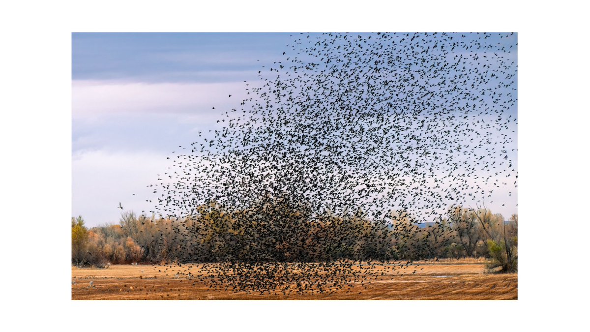 rosstintexas tweet media