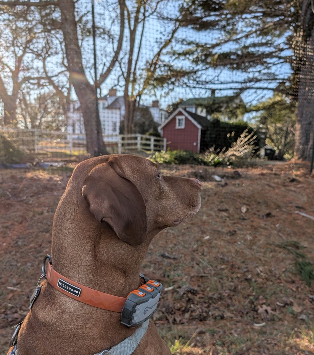 Intrepid Pup tweet media