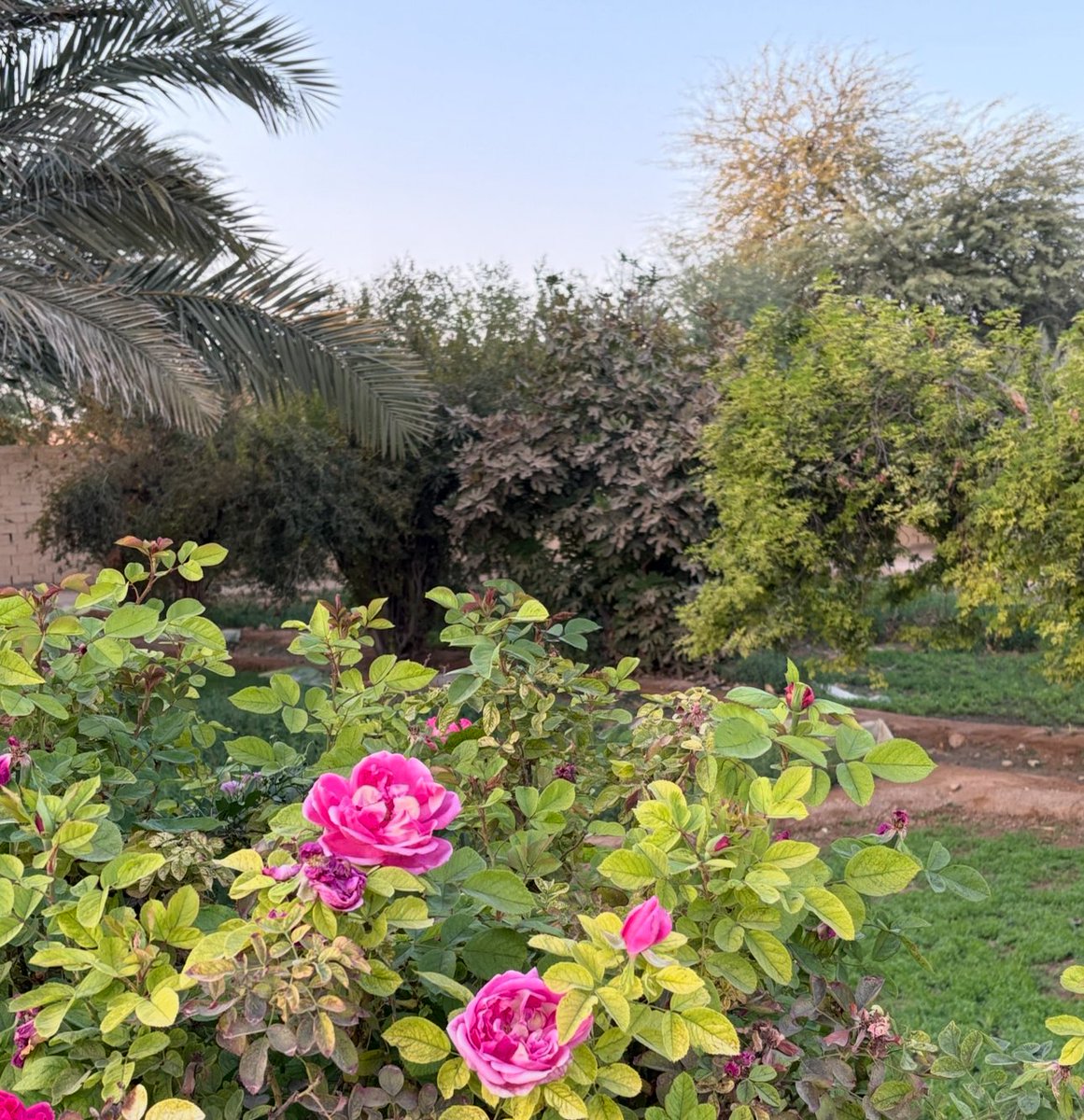 مزرعة واستراحة الفارسية tweet media