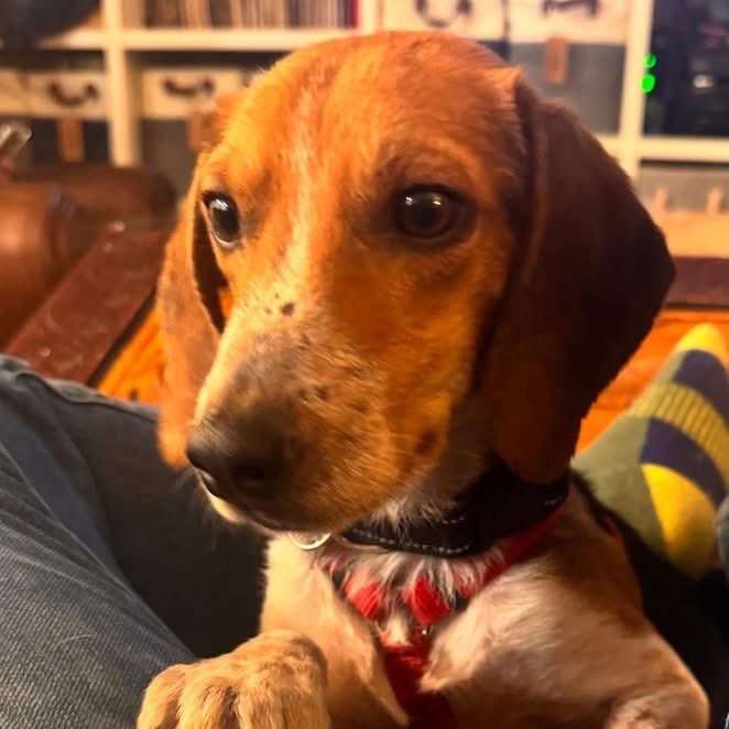 TriBeagles tweet media