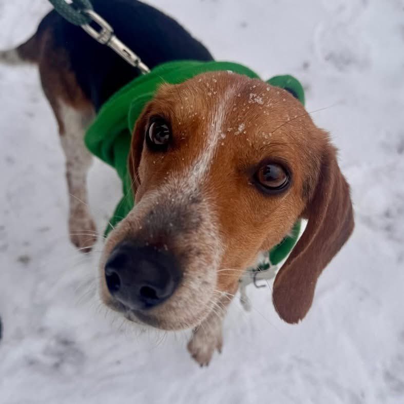 TriBeagles tweet media