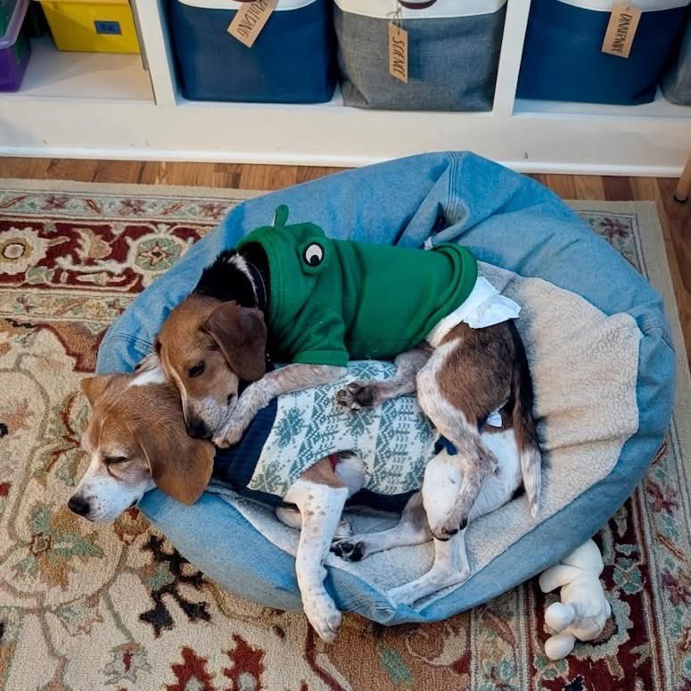 TriBeagles tweet media