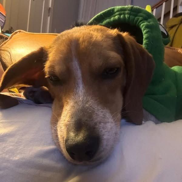 TriBeagles tweet media