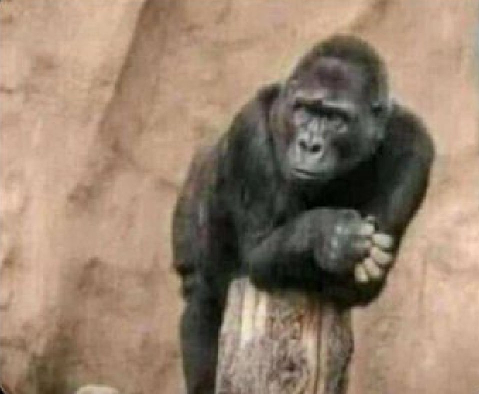 Honey badger tweet media