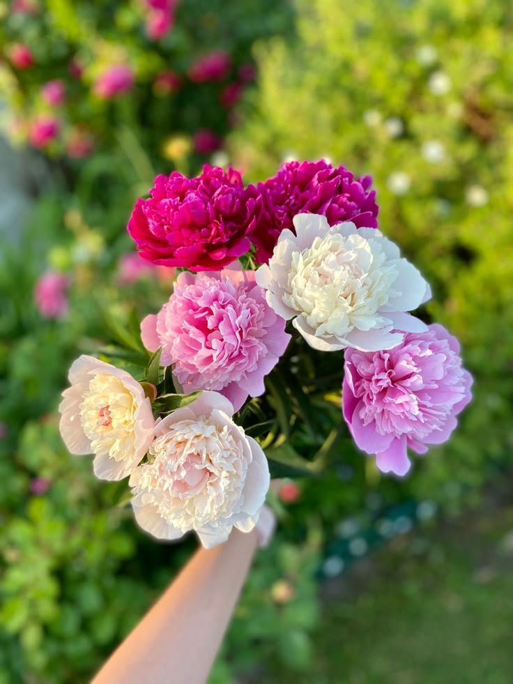 blooming_idea's tweet photo. 𝐒𝐨𝐟𝐭 𝐚𝐬 𝐥𝐨𝐯𝐞, 𝐛𝐫𝐢𝐠𝐡𝐭 𝐚𝐬 𝐡𝐨𝐩𝐞—𝐩𝐢𝐧𝐤 𝐟𝐥𝐨𝐰𝐞𝐫𝐬 🩷🌸 https://t.co/x6s7pKLKt3