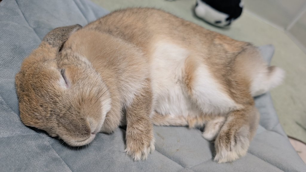 mlkchcusa's tweet photo. 寝顔かわいすぎるね

#うさぎ #うさぎのいる暮らし https://t.co/NUk5sJG7y6