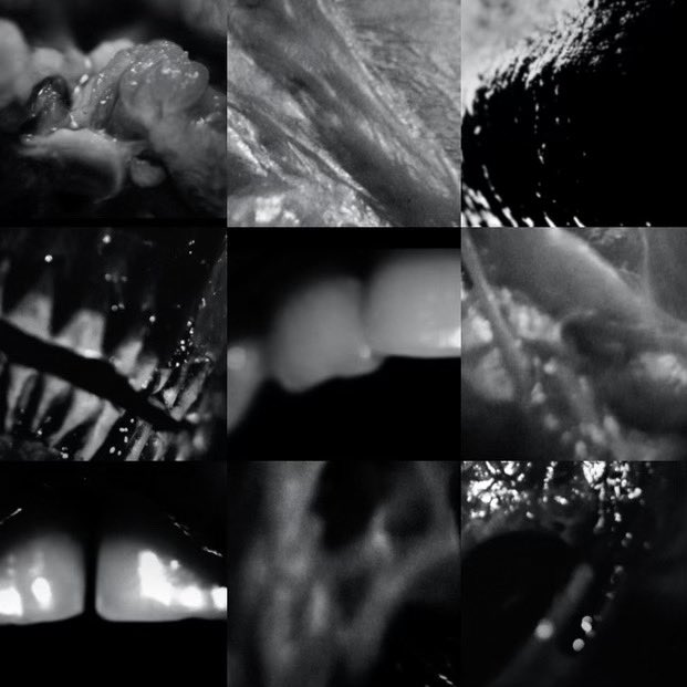 Black Asteroid tweet media