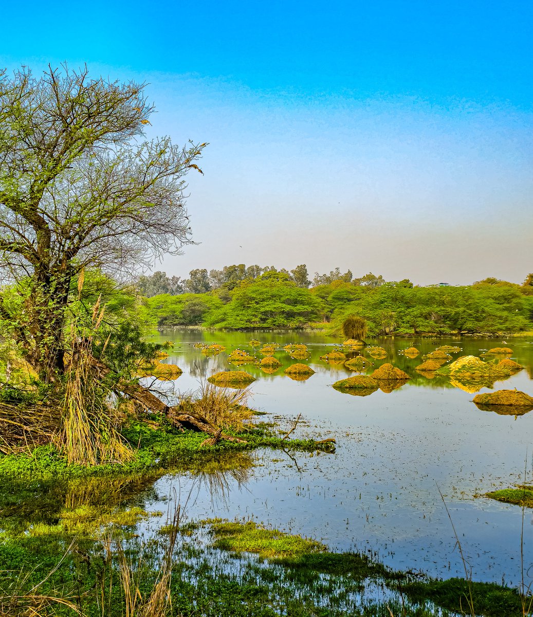 mskhirwar's tweet image. It’s Water Wednesday!
Share your fave water shots 🌊 

#Theme_Pic_India_Lakes #NatureEscape