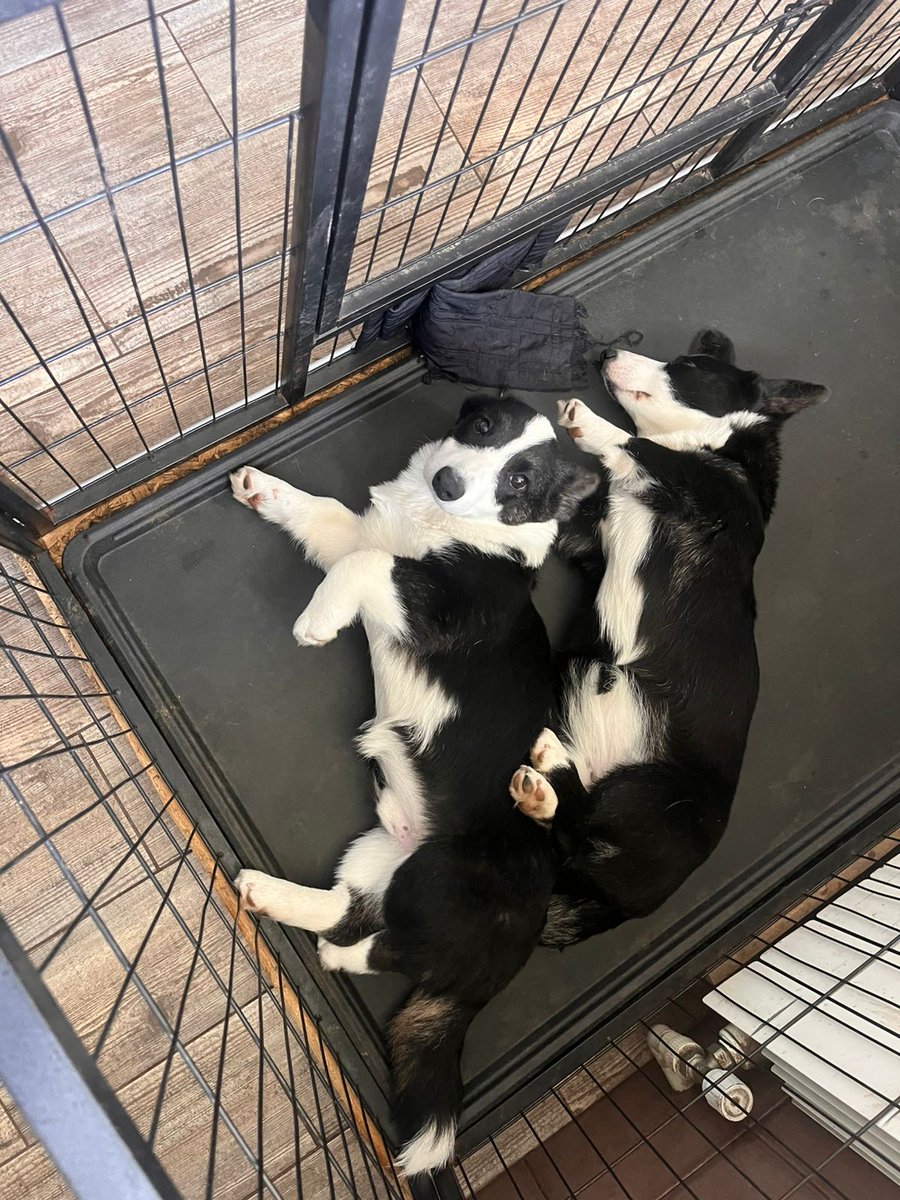 Панове може хтось мріє завести собі зігуючого кардігана? Ціна питання 400 баксів