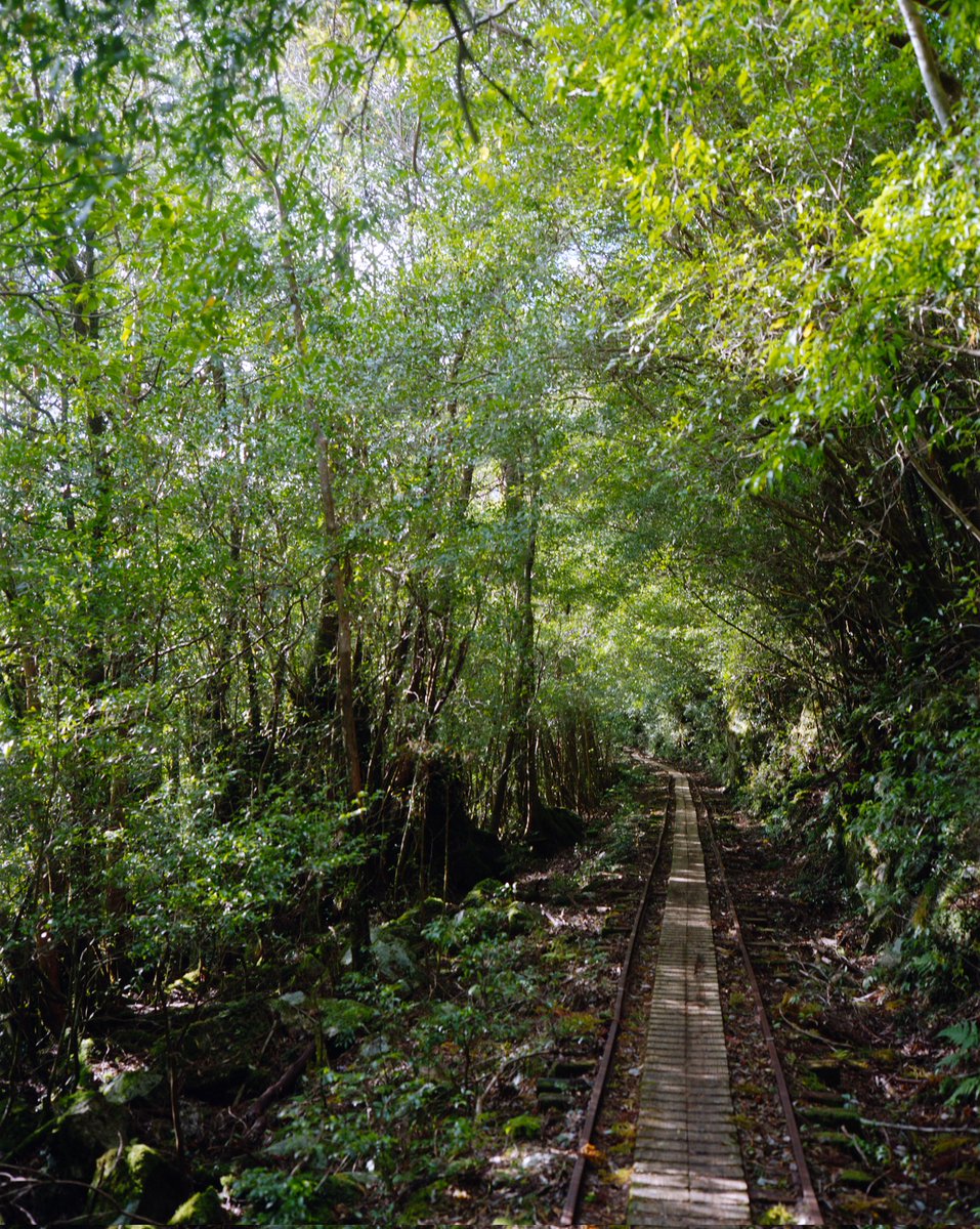 hide_c_life's tweet image. #PlaubelMakina67 #LOMO800
#EPSON #GT_X830 #屋久島

#蛇腹カメラ写真展 の会場に置いていたフォトブックから抜粋。