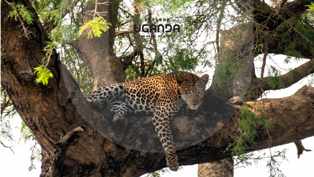 Explore Uganda 🇺🇬 tweet media
