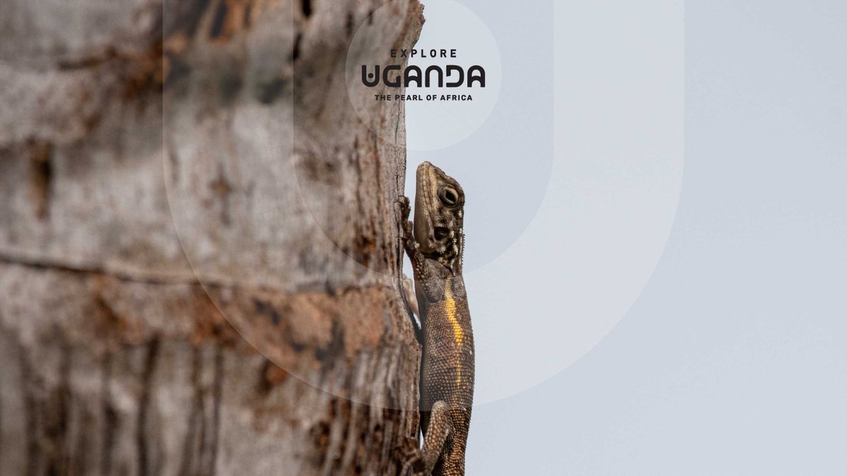 Explore Uganda 🇺🇬 tweet media