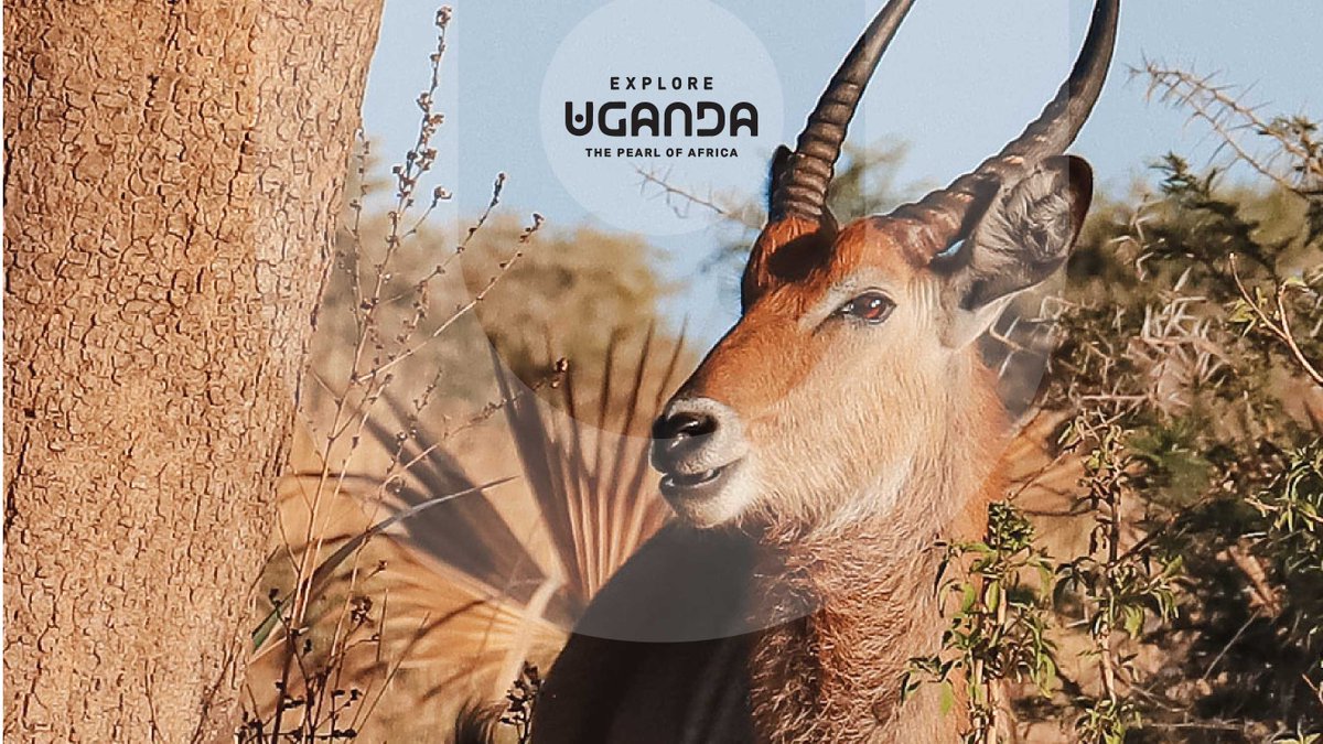 Explore Uganda 🇺🇬 tweet media