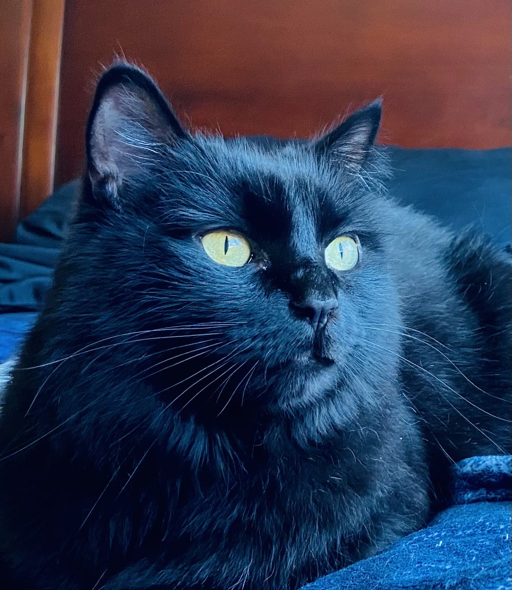 Sally & Sabrina🐾🖤🤍 🐈⬛ 🐾🖤🐈⬛ tweet media