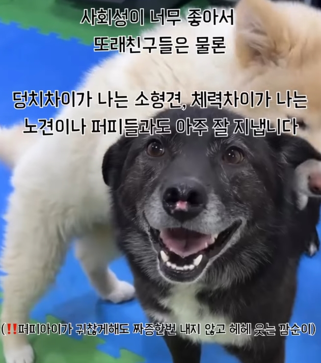 가족찾는마일로🐶 tweet media