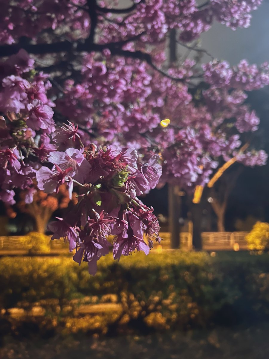 trpg_tuf's tweet photo. 都会に咲く夜桜のような、 https://t.co/h2XX9iDkij