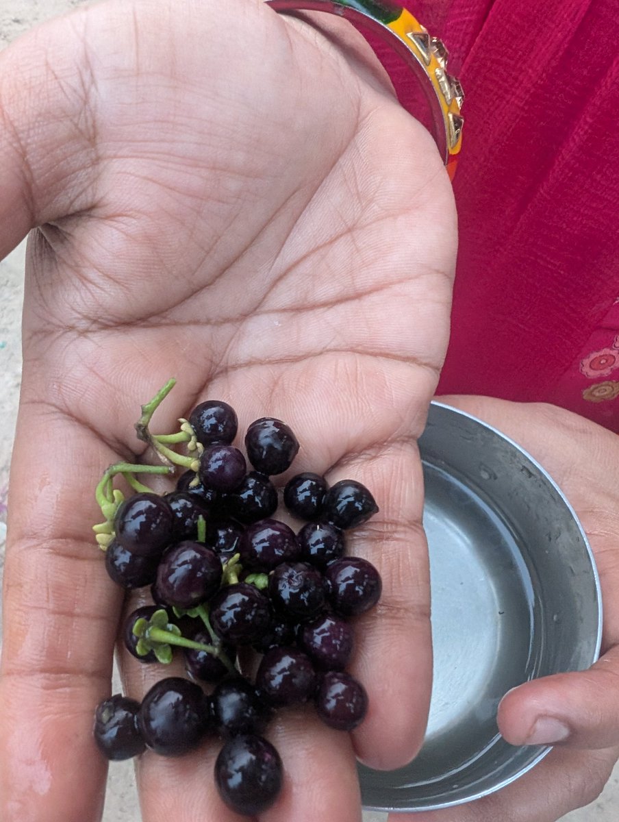 kumarprabhat994's tweet photo. ये कौन सा फल है?? कोई बात सकता है, ज्यादातर आदमी इसका नाम बताने में fail हो जायेंगे.... https://t.co/Kde8EMTsqE