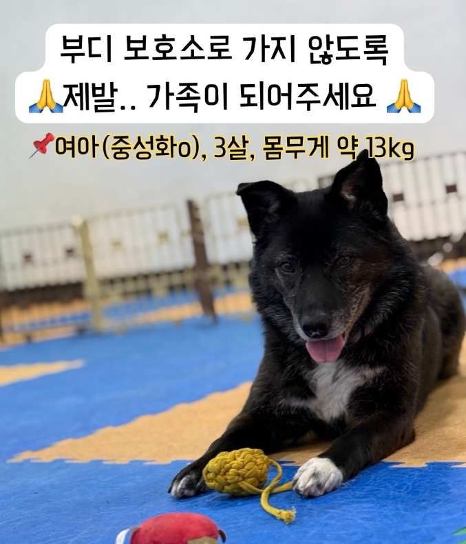 가족찾는마일로🐶 tweet media