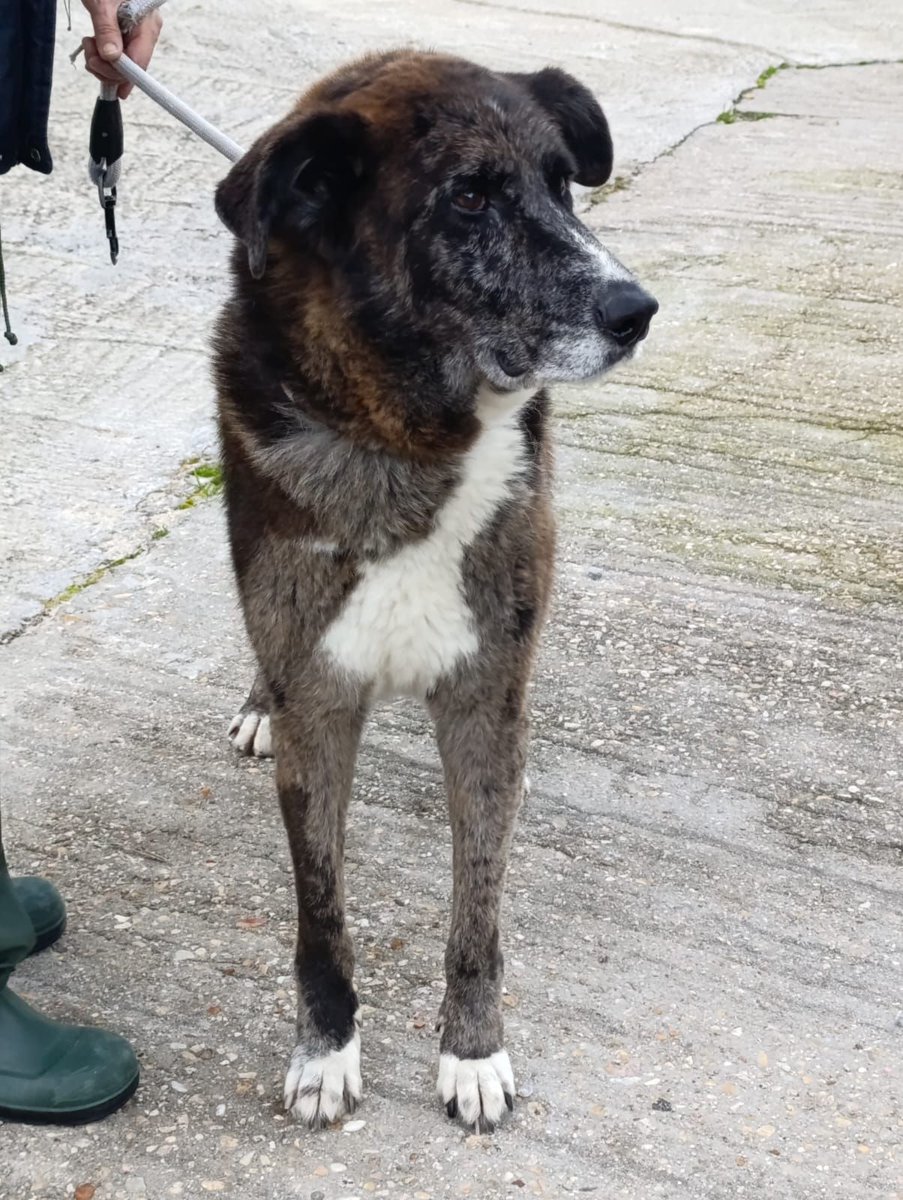 #PONTEVEDRA
#DANTE tiene 10 años y un cuerpo cansado que sufre en la jaula.

Prefiere compartir espacio con hembras, con los machos no es apto con todos. Y ya sería un sueño, si fuera a un hogar como perro único.

Tiene un pelaje marrón chocolate un poco largo precioso con su