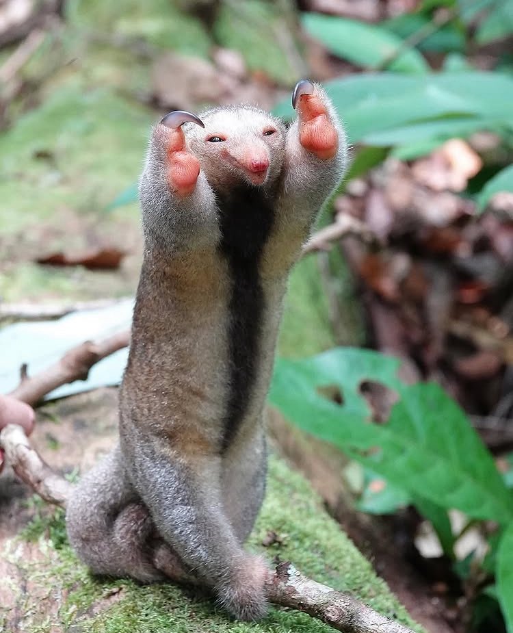 weird medieval guys tweet media