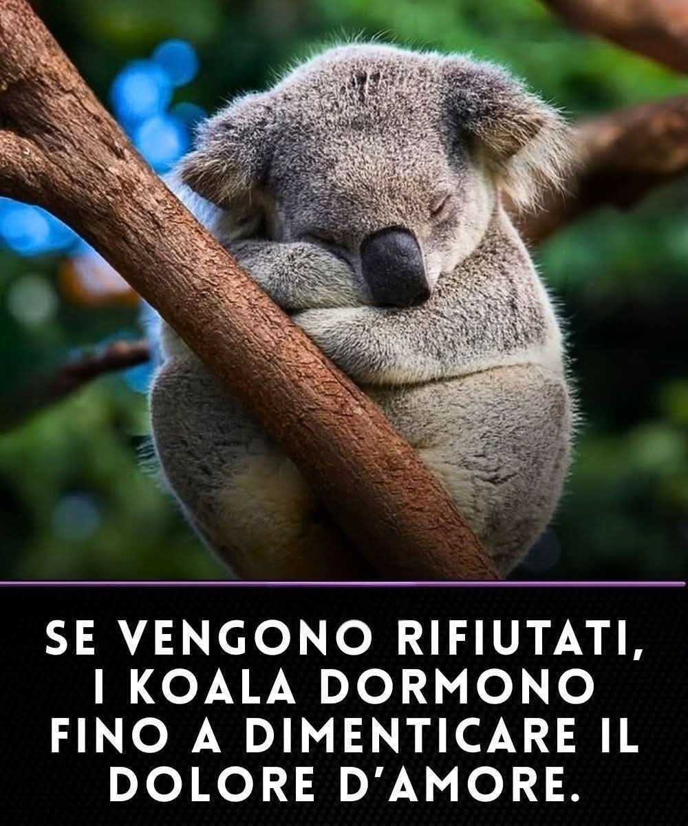 Voglio essere un koala così posso dormire 😁