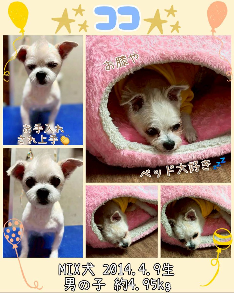 hogocafe_tachi's tweet photo. すっかりモヒカンが定着してきたココ😂👍

お利口さんにお手入れをした後はベッドやお膝でまったり休憩です🍵

寝ていたかと思えばおやつタイムでは最前線🤣🤣

お座り、おて、おかわりを見せてくれるときの得意気な顔が可愛いんですよ🫶 https://t.co/E9Mf3CfOcT
