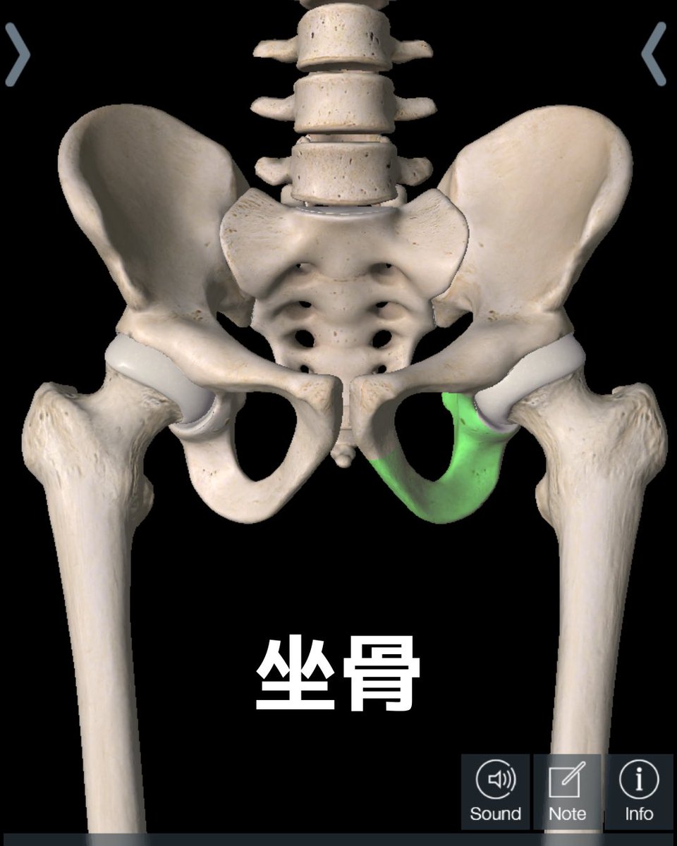 坐骨より股関節が上ってわかって体感すると
めちゃくちゃ足が軽くて股関節がハマって
めちゃくちゃ楽しい！！！！！
え、音が鳴りやすい！！！！
座った時のアライメントめちゃくちゃ楽しい！！！