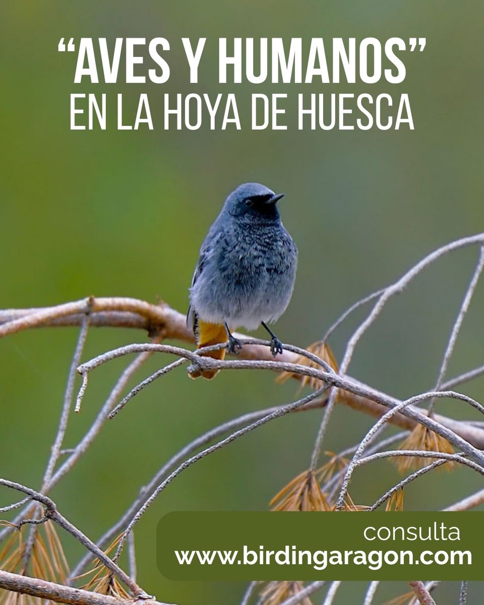 BirdingAragon tweet media