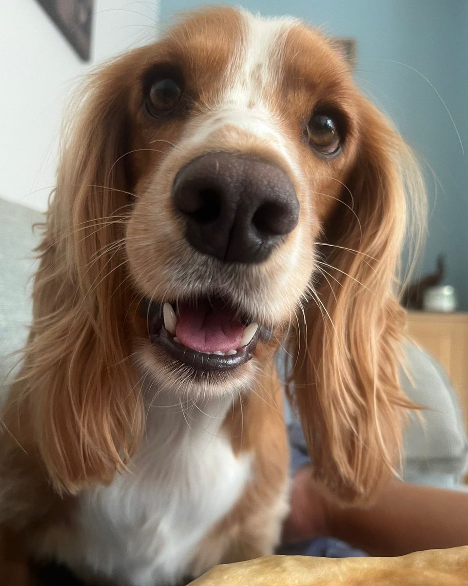 tpasengland's tweet photo. 🐶 Meet the Dogs of Tpas!

In honour of our upcoming online event with the Dogs Trust, we thought we’d introduce some of our four-legged companions.

From loyal desk buddies to expert meeting crashers! Join the webinar on Mon 16th Mar 2026, 10am - 11:30am
https://t.co/6h8vC9FtUn https://t.co/QJeeaK4ACo