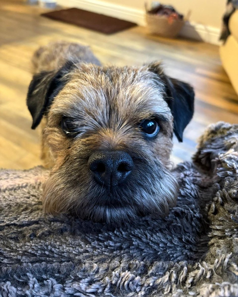 tpasengland's tweet photo. 🐶 Meet the Dogs of Tpas!

In honour of our upcoming online event with the Dogs Trust, we thought we’d introduce some of our four-legged companions.

From loyal desk buddies to expert meeting crashers! Join the webinar on Mon 16th Mar 2026, 10am - 11:30am
https://t.co/6h8vC9FtUn https://t.co/QJeeaK4ACo