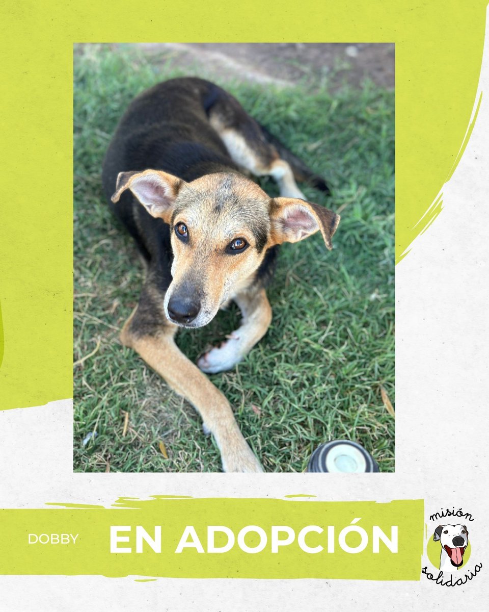 Dobby tiene un año. Está castrado, vacunado y desparasitado, será de tamaño mediano. Se lleva súper bien con otros perros. Llega para ser esa luz que te llene de alegría
Zonas CABA y GBA
Queres adoptarlo? Escribime!
misionsolidariatwitter@gmail.com
Asunto: Dobby