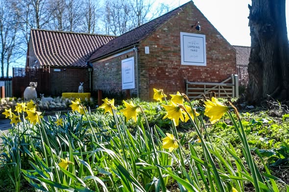 pipeandglass's tweet image. The daffodils are looking pretty surrounding the Old Lambing Yard entrance. A cheery greeting for those staying with us in our luxury rooms in the coming weeks.
#pipeandglass #michelinstar #pubswithrooms #ukgetaways #luxurystays #staycationuk #foodies #yorkshireworlds #daffodils