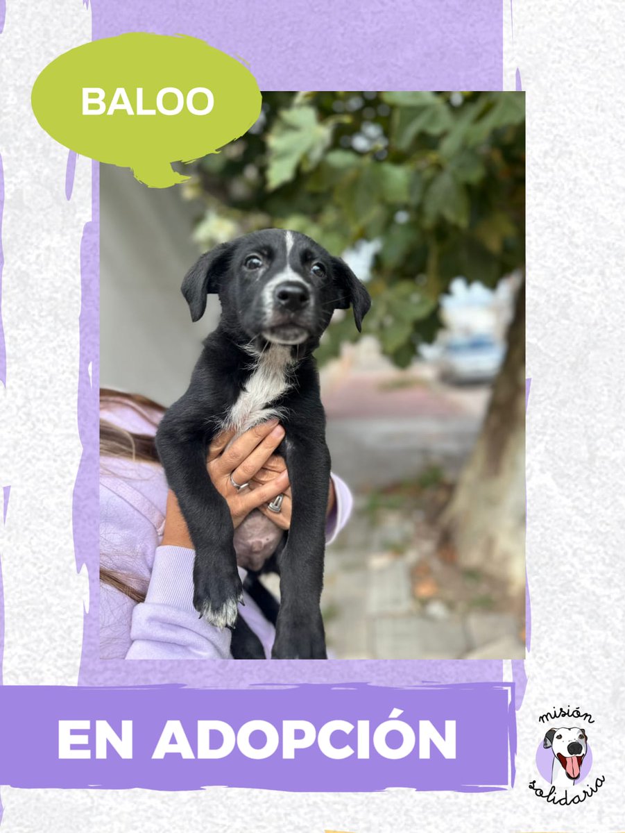 Baloo tiene 4 meses. Está vacunado y desparasitado, será de tamaño mediano. Un gran amigo de aventuras que llega para ser el corazón de tu casa y crecer feliz.
Zonas CABA y GBA
Queres adoptarla? Escribime!
misionsolidariatwitter@gmail.com
Asunto: Mi perrito baloo 
Rt porfa