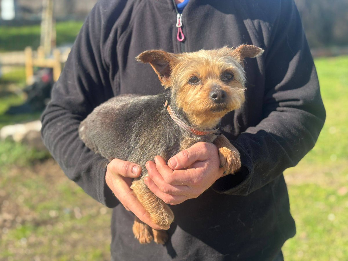 #TOLEDO
Esta chiquitina tan bonita de 8 años es #LISA. 
Por enfermedad de su dueña busca un nuevo hogar. 

Ha dado negativo en enfermedades y se da con todo el protocolo veterinario 

Puede viajar, pero hay que venir a recogerla 

Si quieres ser su familia definitiva...
Contacto: