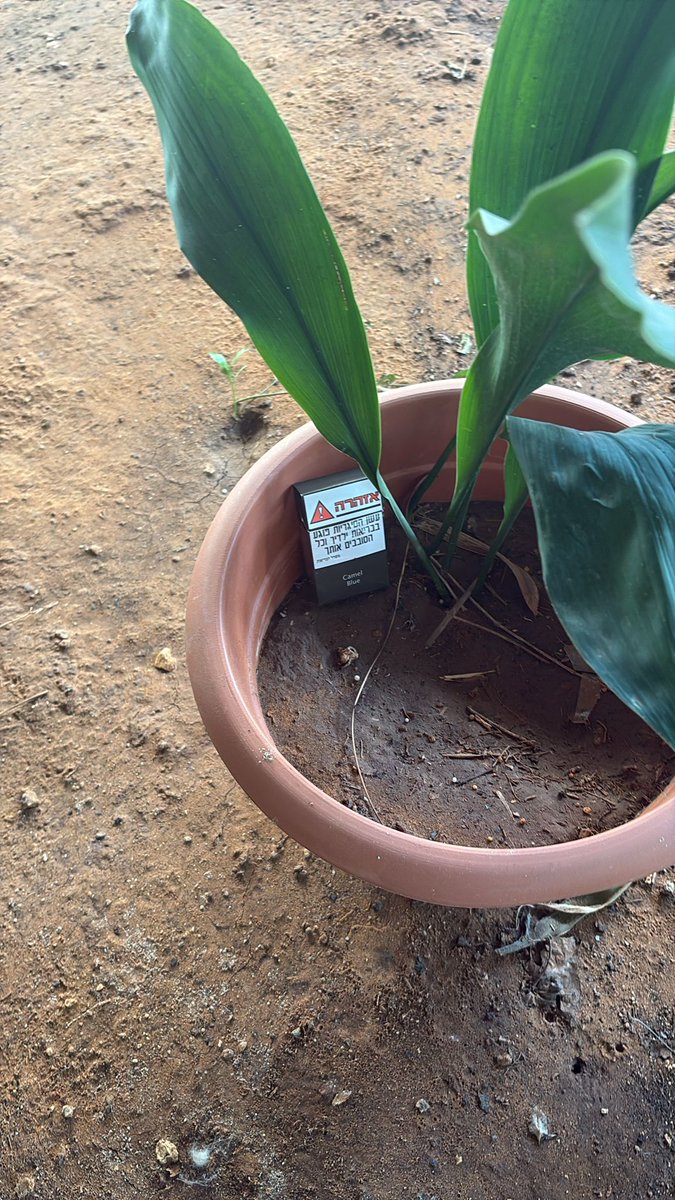 𐇵 Miriam 𐇵 ܡܝܪܝܐܡ 𐇵 מרים 𐇵 tweet media