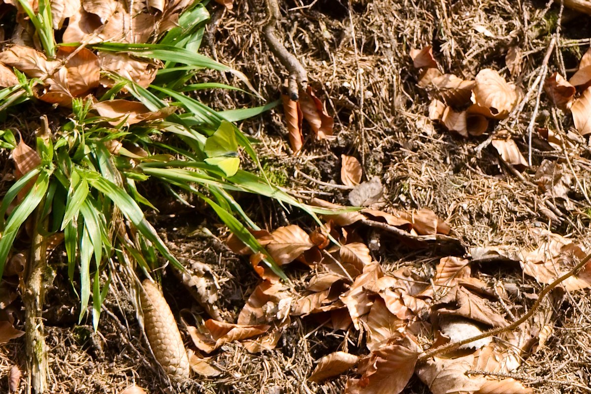 Koukněte se přiletěl k nám motýlek