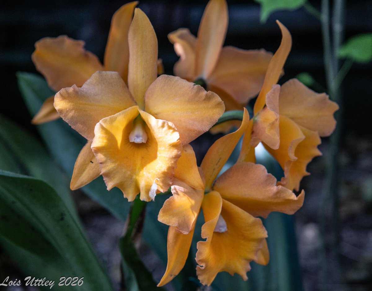 Lois Uttley tweet media